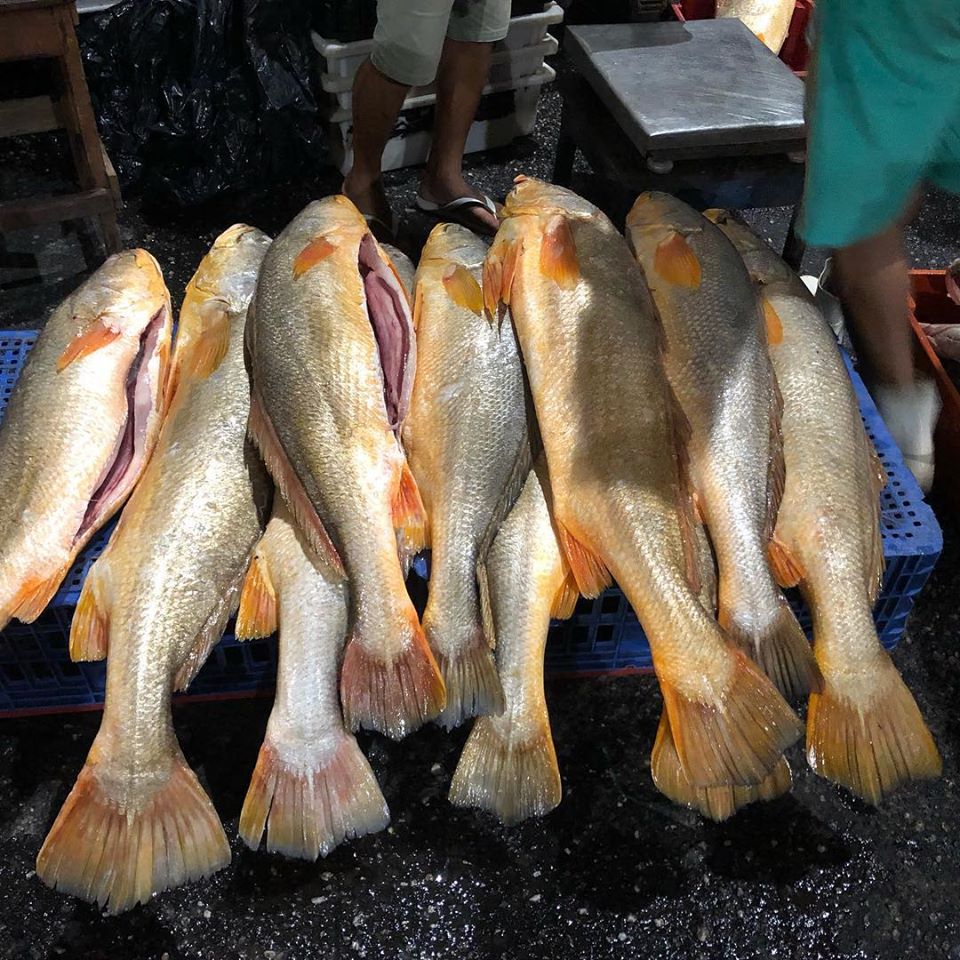 Yellow Weakfish